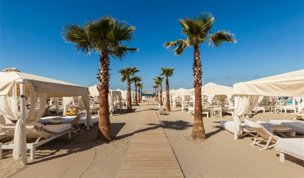 Palm Trees on Beach